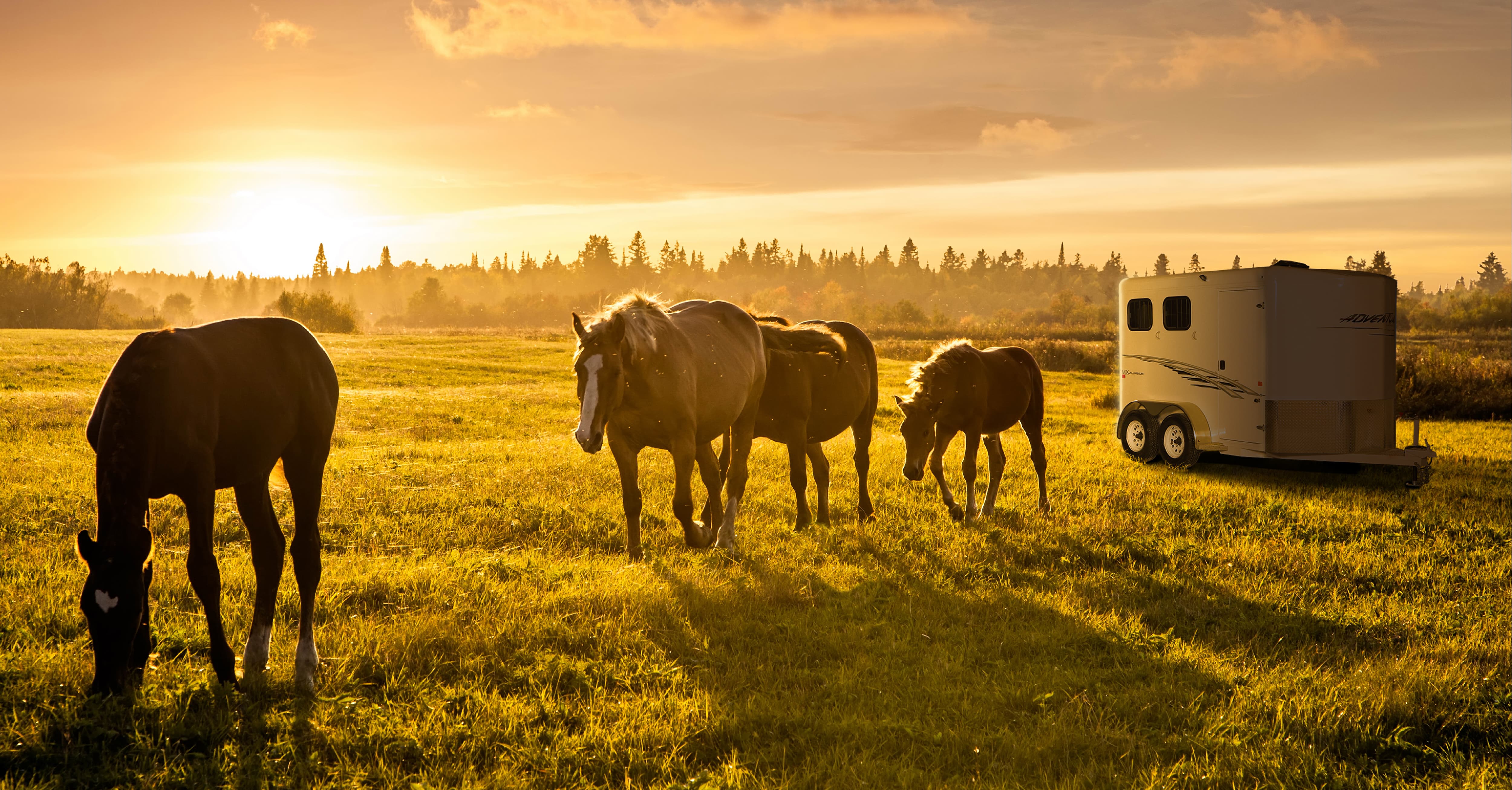 Five Things To Consider When Buying a Horse Trailer