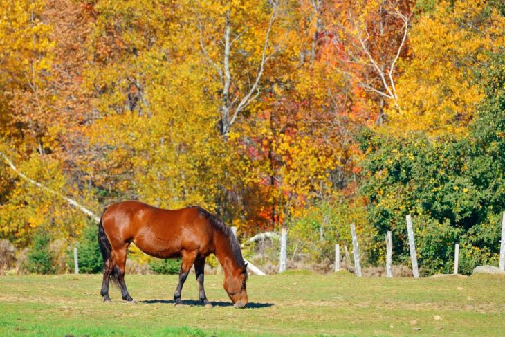Pre-travel Checklist for your Horse Trailer